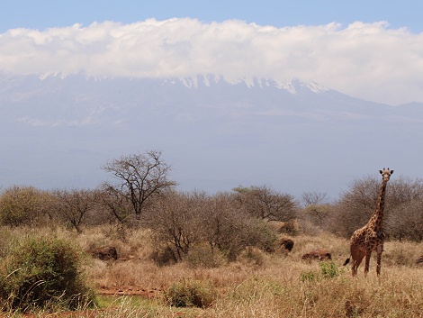 Giraffen am Amboseli Bush Camp