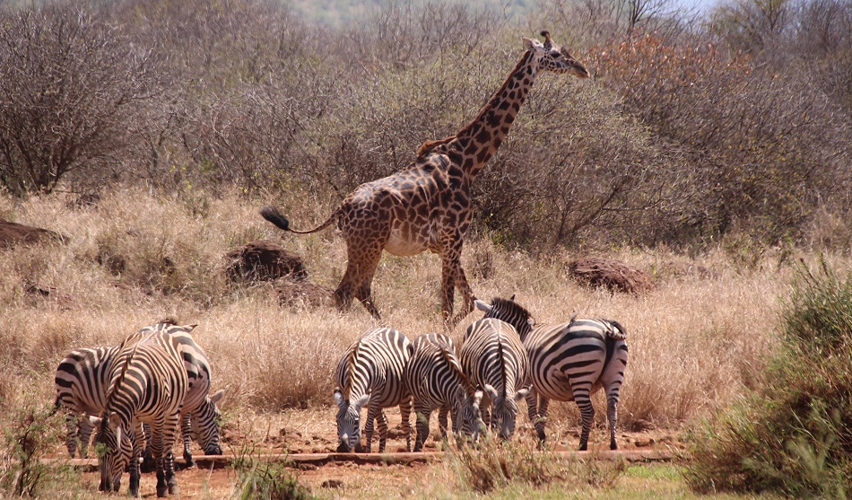 Giraffen und Zebras am Amboseli Bush Camp