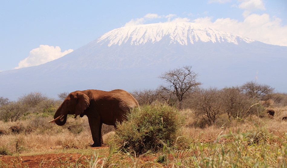 Elefant an der Camp Wasserstelle