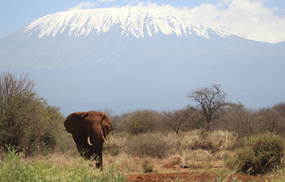 Elefant an der Camp Wasserstelle im Hinterhrund der Kilimanjaro