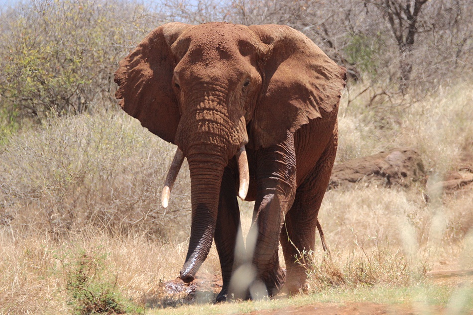 Elefant an der Camp Wasserstelle