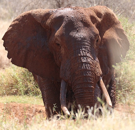Elefant an der Camp Wasserstelle