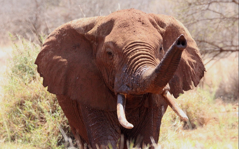 Elefant an der Camp Wasserstelle