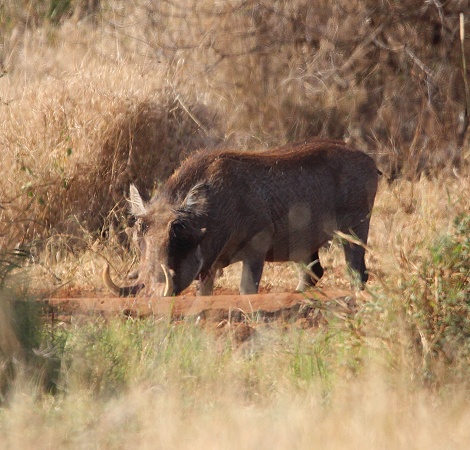 Warzenschwein an der Camp Wasserstelle