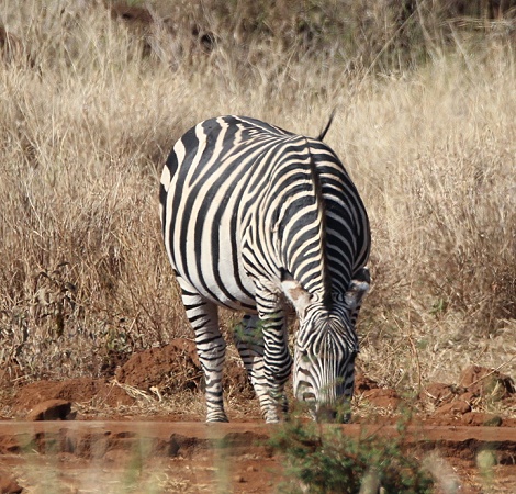 Zebra an der Camp Wasserstelle