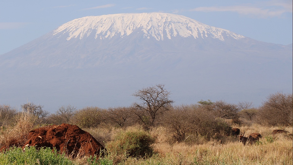 Eland Antilope vor dem Kilimanjaro