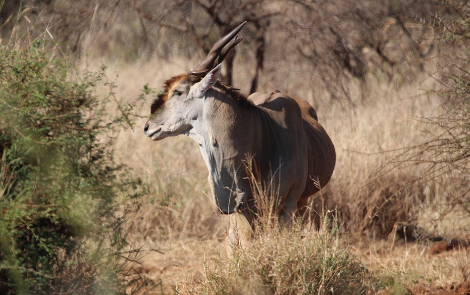 Eland Antilope an der Camp Wasserstelle