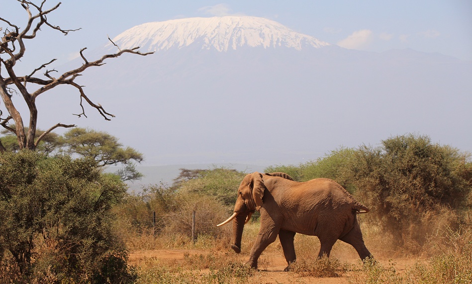 Elefanten vor dem Kilimanjaro