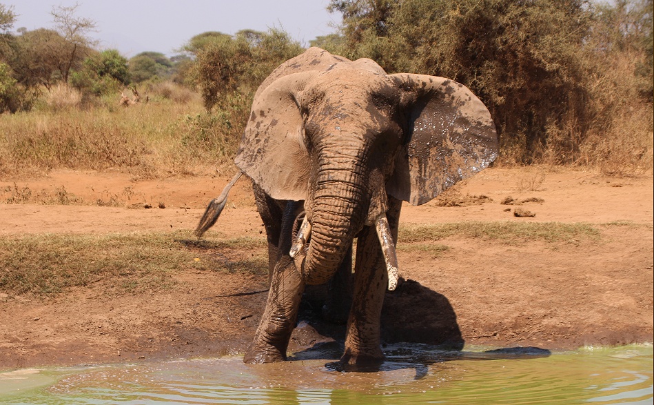 Elefanten am Wasserloch