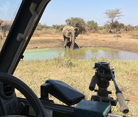 auf Pirschfahrt zu Füssen des Kilimanjaro