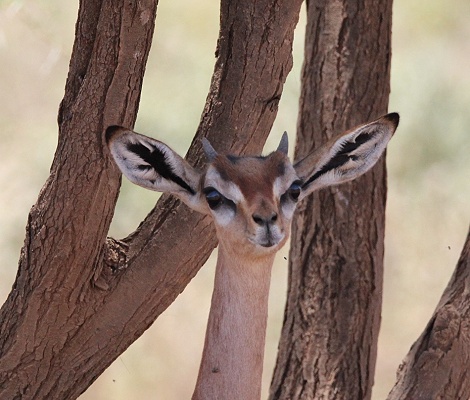 Gerenuk im Tawi Reservat