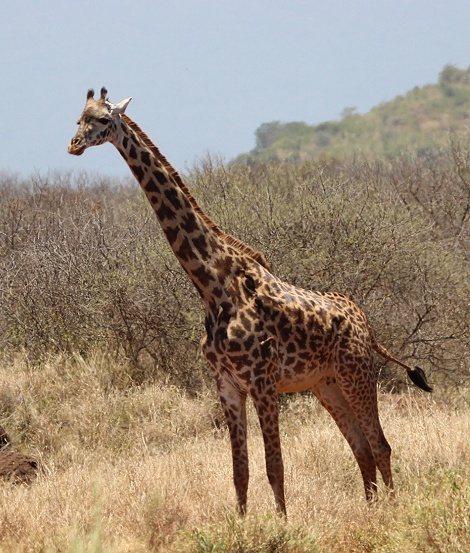 Masai Giraffe