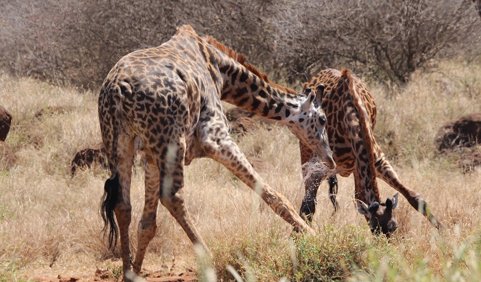 Masai Giraffen am Wasserloch des Amboseli Bush Camp