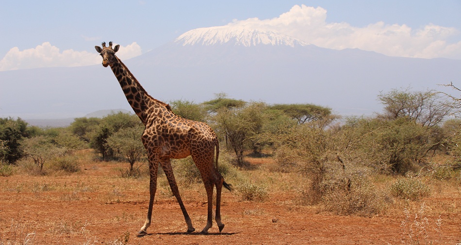 Giraffe vor dem Kilimanjaro