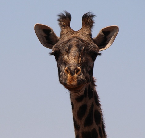 Masai Giraffe im Tawi Reservat