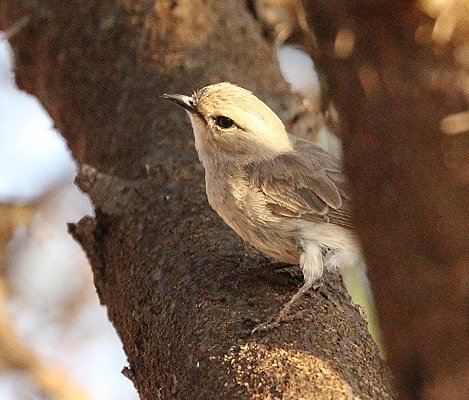Pale Flycatcher