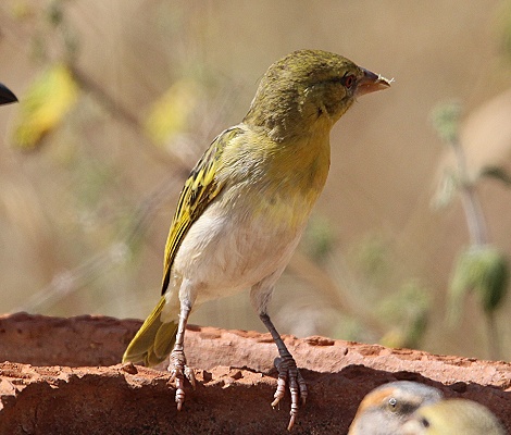 Vitteline Masked Weaver, Vitteline Maskenwebervogel