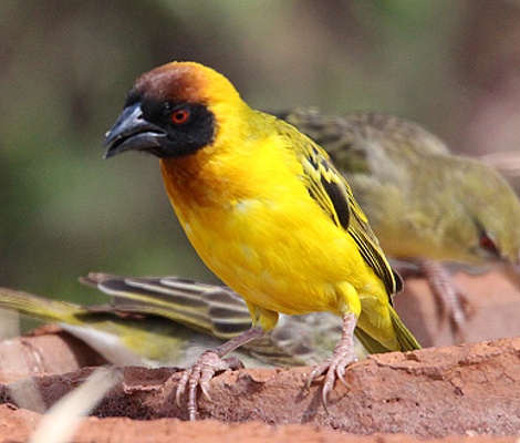 Vitteline Masked Weaver, Vitteline Maskenwebervogel