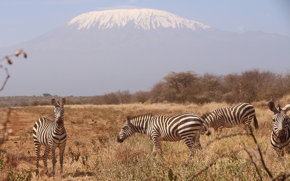 Zebars vor dem Kilimanjaro
