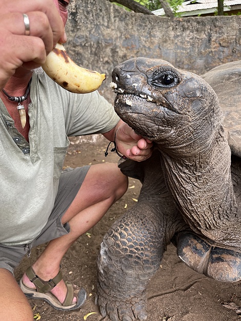 Boko Boko Guesthouse - Aldabra Riesenschildkröten