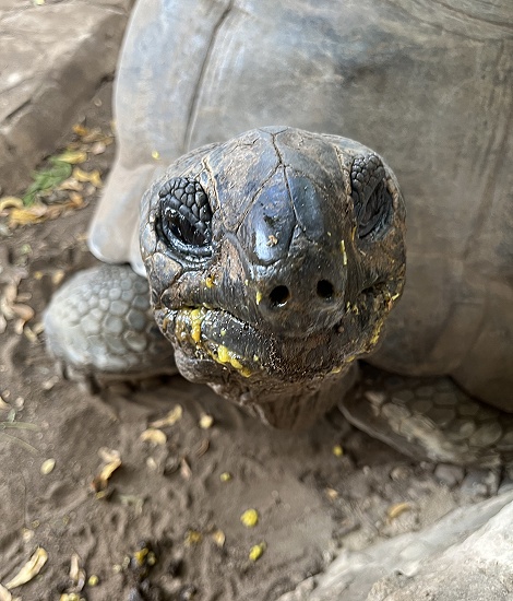 Boko Boko Guesthouse - Aldabra Riesenschildkröten