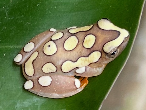 Argus Riedfrosch, (Hyperolius argus)