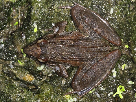 Anchietae Grassfrosch (Ptychadena anchietae)
