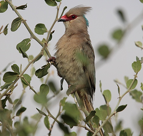 Blaunackenmausvogel im Lumo Reservat