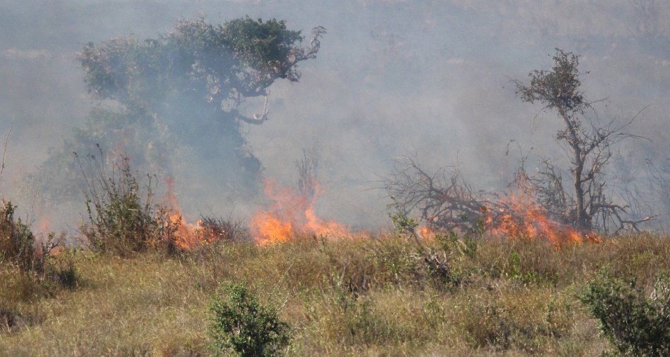 Buschfeuer vor der Salt Lick Lodge