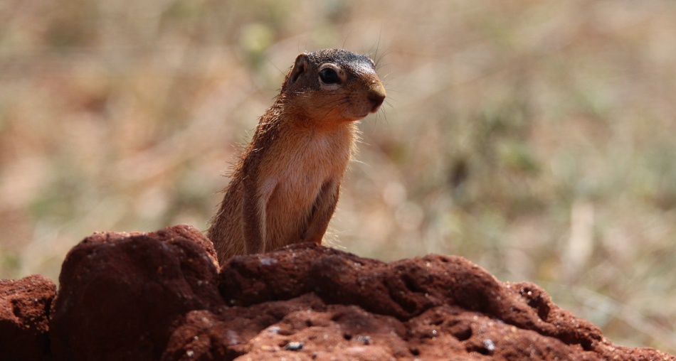 Buschhörnchen