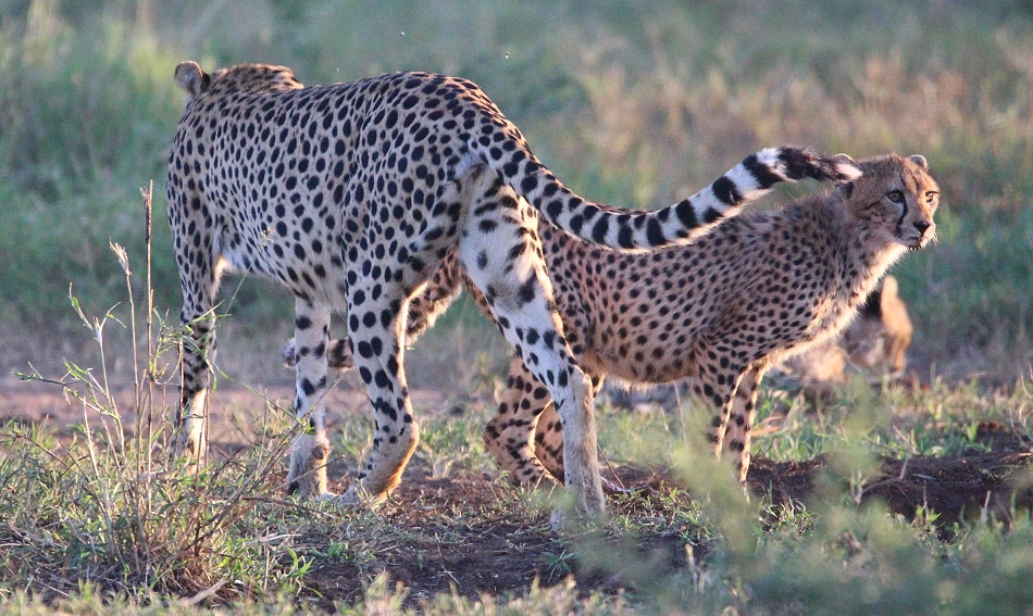 Geparden im Lumo Conservancy