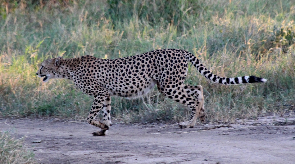 Geparden im Lumo Conservancy