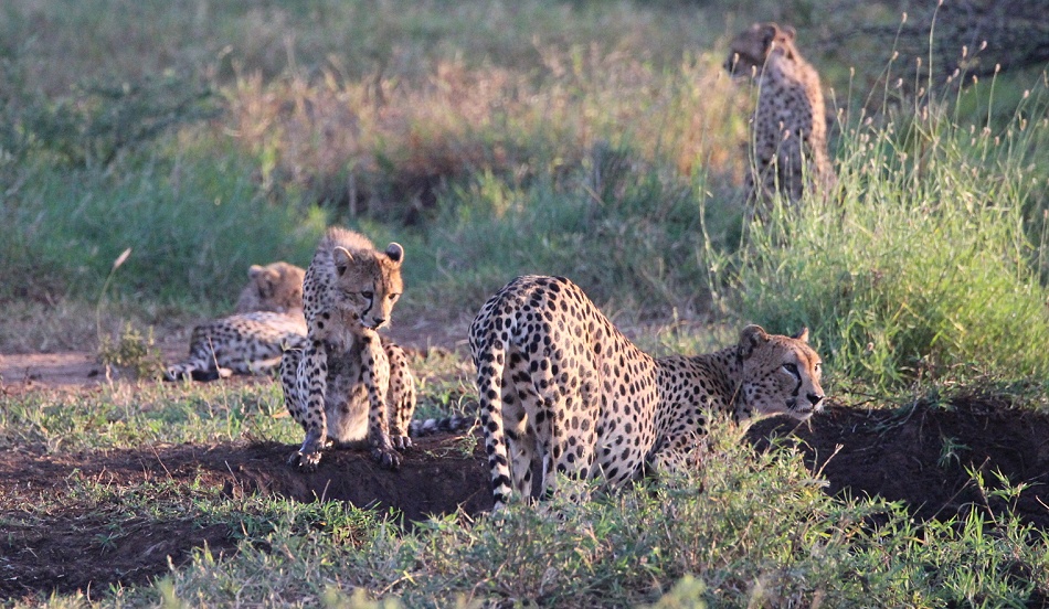 Geparden im Lumo Conservancy