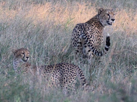 Geparden im Lumo Conservancy