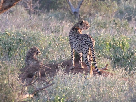 Geparden im Lumo Conservancy