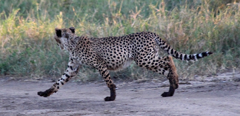 Geparden im Lumo Conservancy