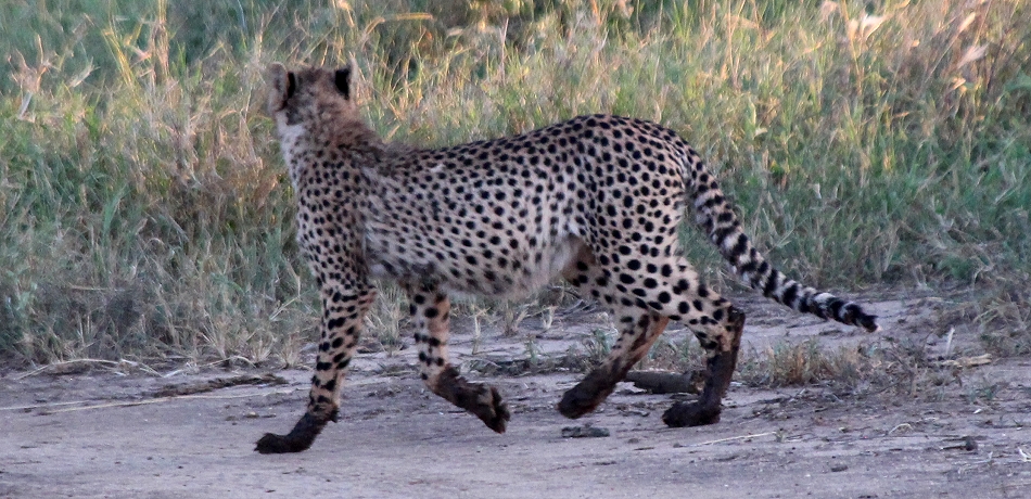 Geparden im Lumo Conservancy