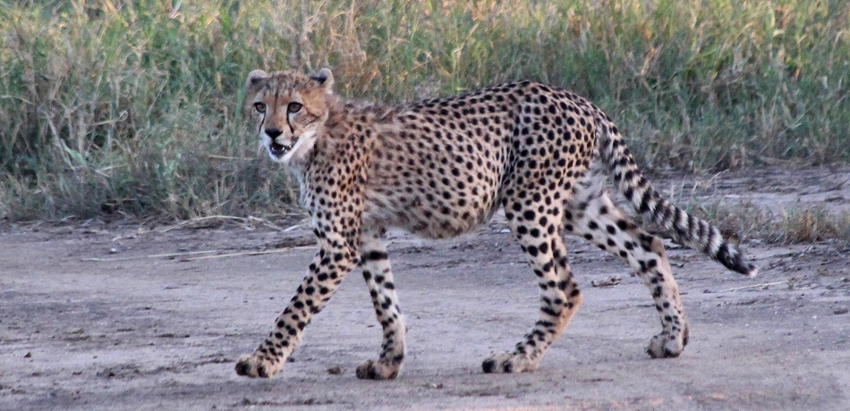 Geparden im Lumo Conservancy