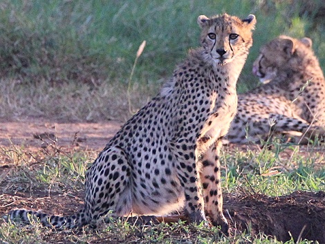 Geparden im Lumo Conservancy