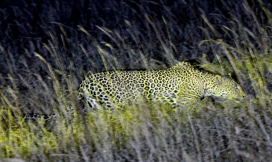 Leopard im Lumo Conservancy