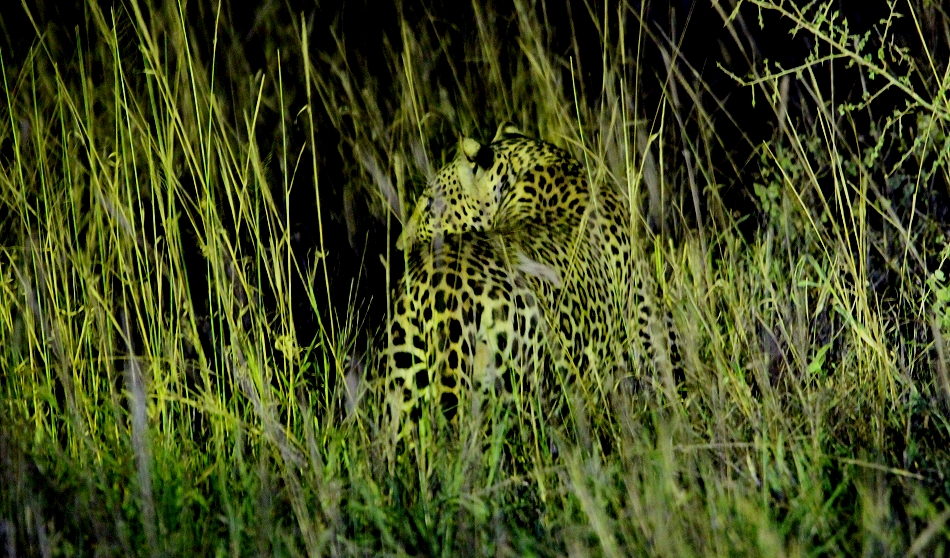 Leopard im Lumo Conservancy