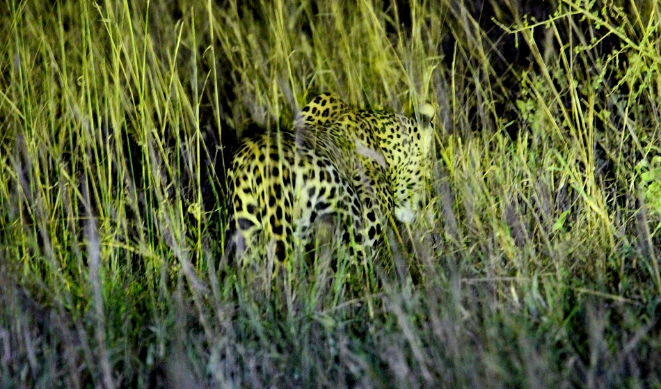 Leopard im Lumo Conservancy
