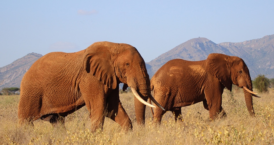 Rote Tsavo Elefanten im Lumo Reservat