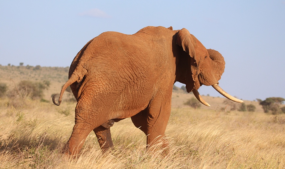 Rote Tsavo Elefanten im Lumo Reservat