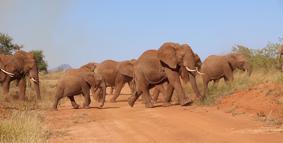 Elefanten fliehen vor Buschfeuer im Lumo Conservancy