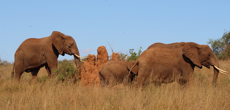 Elefanten fliehen vor Buschfeuer im Lumo Conservancy