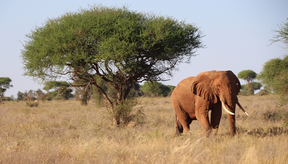 Rote Tsavo Elefanten im Lumo Reservat