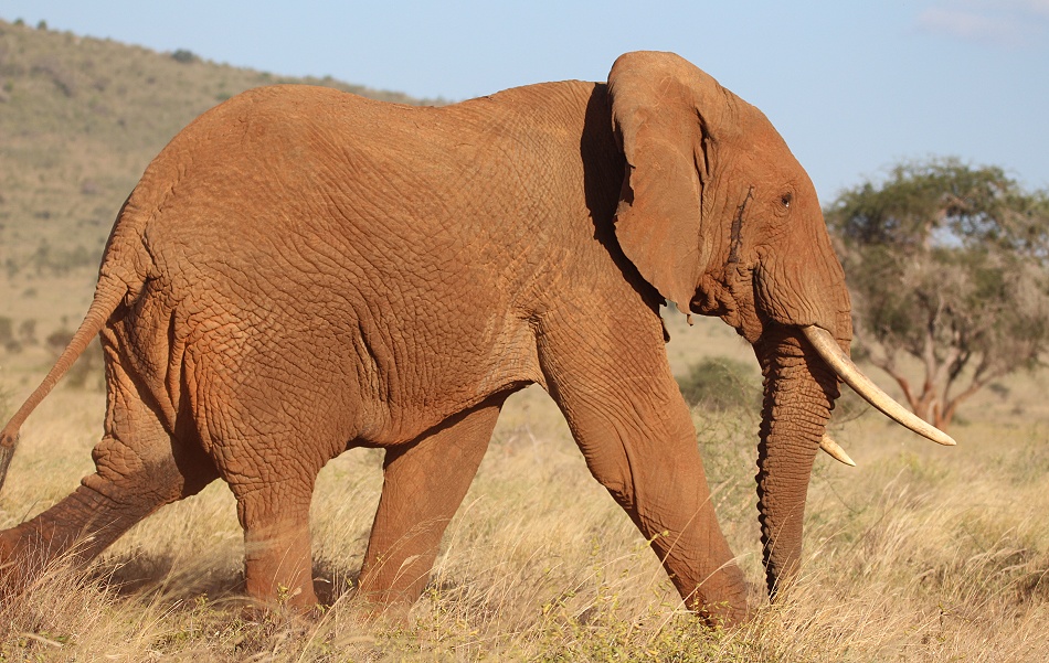 Rote Tsavo Elefanten im Lumo Reservat