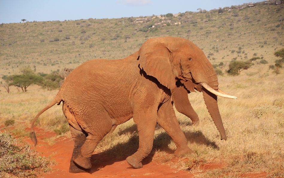 Rote Tsavo Elefanten im Lumo Reservat