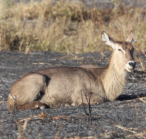 Elypsenwaserbock Weibchen in der Asche nach Buschfeuer